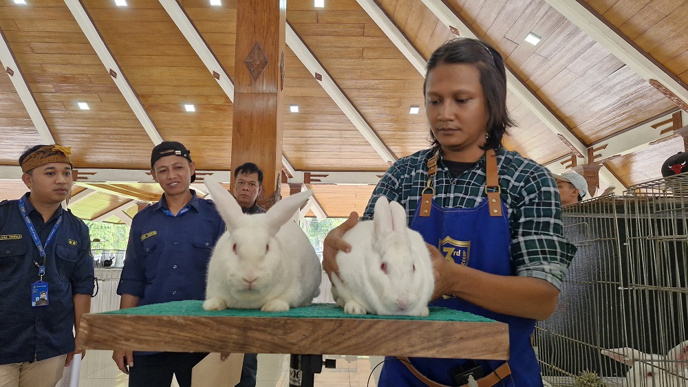Proses penjurian peserta kontes kelinci Satriyaning Terwelu 2, di Pendopo BPPK Alun-alun Kota Magelang, Minggu (2/11/2025).
