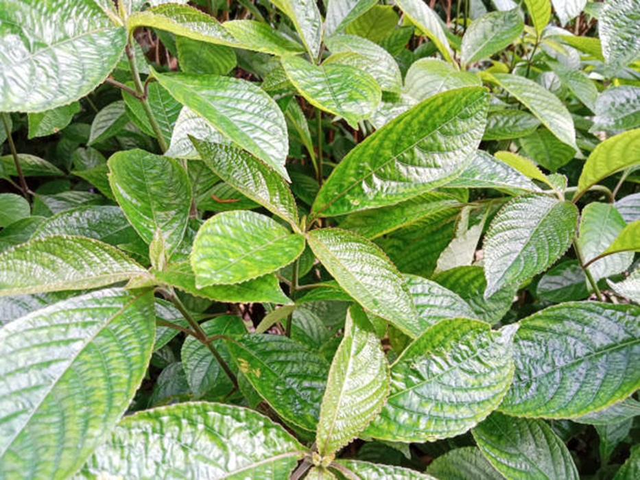 Daun Keji Beling, Tanaman Herbal yang Kaya Antioksidan