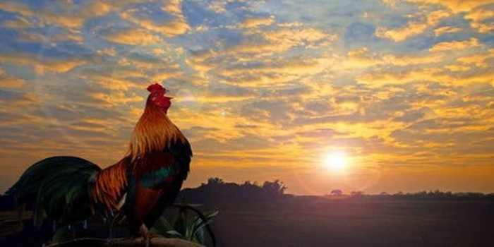 Suara ayam berkokok biasanya menjadi tanda datangnya pagi