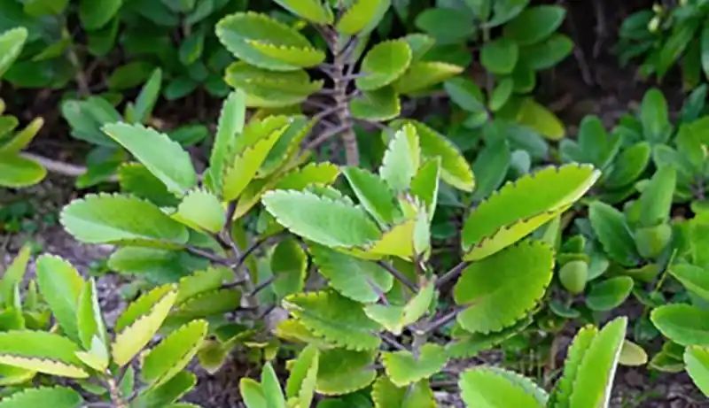 Tanaman Cocor Bebek (Kalanchoe pinnata)