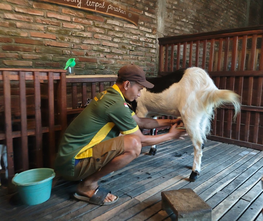 Proses memerah susu kambing etawa