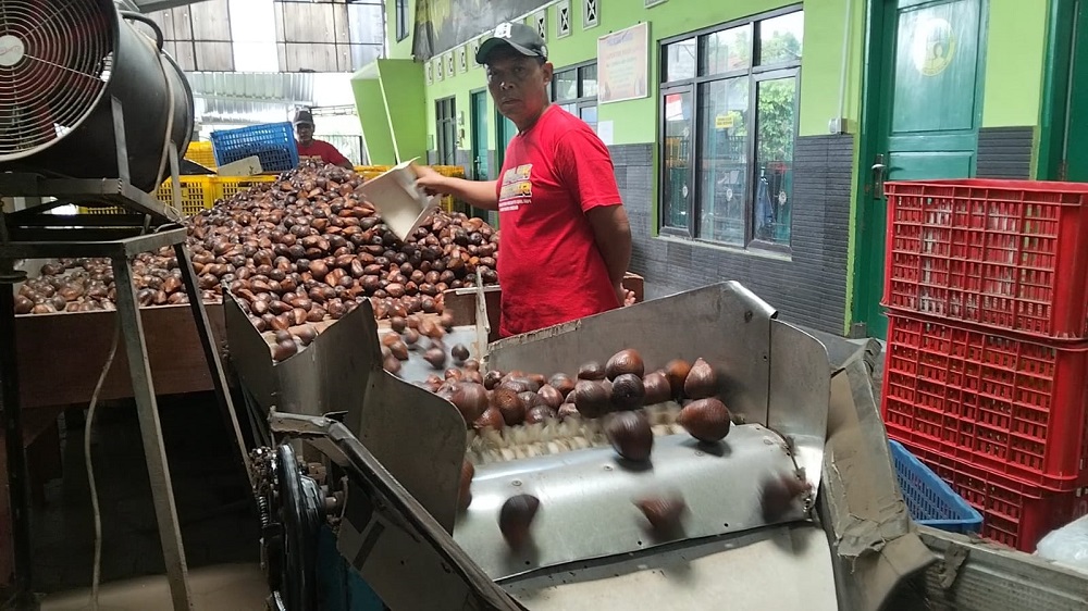 Anggota&nbsp;Gabungan Kelompok Tani (Gapoktan) Ngudi Luhur di Desa Kaliurang Kecamatan Srumbung Kabupaten Magelang sedang memilah sejumlah salak yang terbaik untuk diekspor, Kamis (13/11/2025).