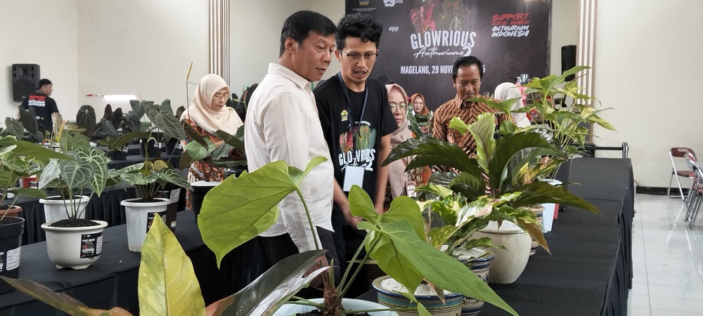 Wakil Bupati Magelang Sahid saat melihat&nbsp;pameran dan lomba&nbsp;Anthurium&nbsp; di Gedung Wisma Nugraha, Sarangan, Desa Banyurojo Kecamatan Mertoyudan, Kabupaten Magelang, Sabtu (29/11/2025).