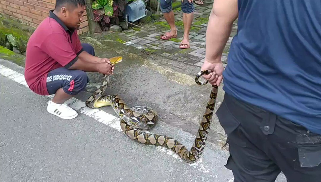 Damkar Kabupaten Magelang mengevakuasi ular piton sepanjang 3 meter, Senin (8/12/2025).