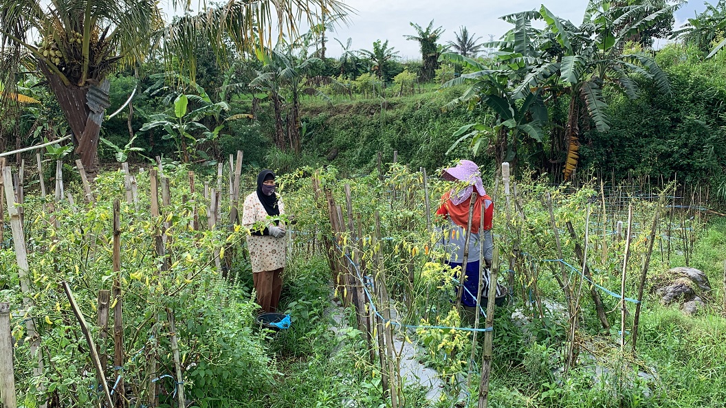 Petani cabai di wilayah Temanggung tengah panen. Musim tanam tahun ini produksi diperkirakan turun karena terserang penyakit.