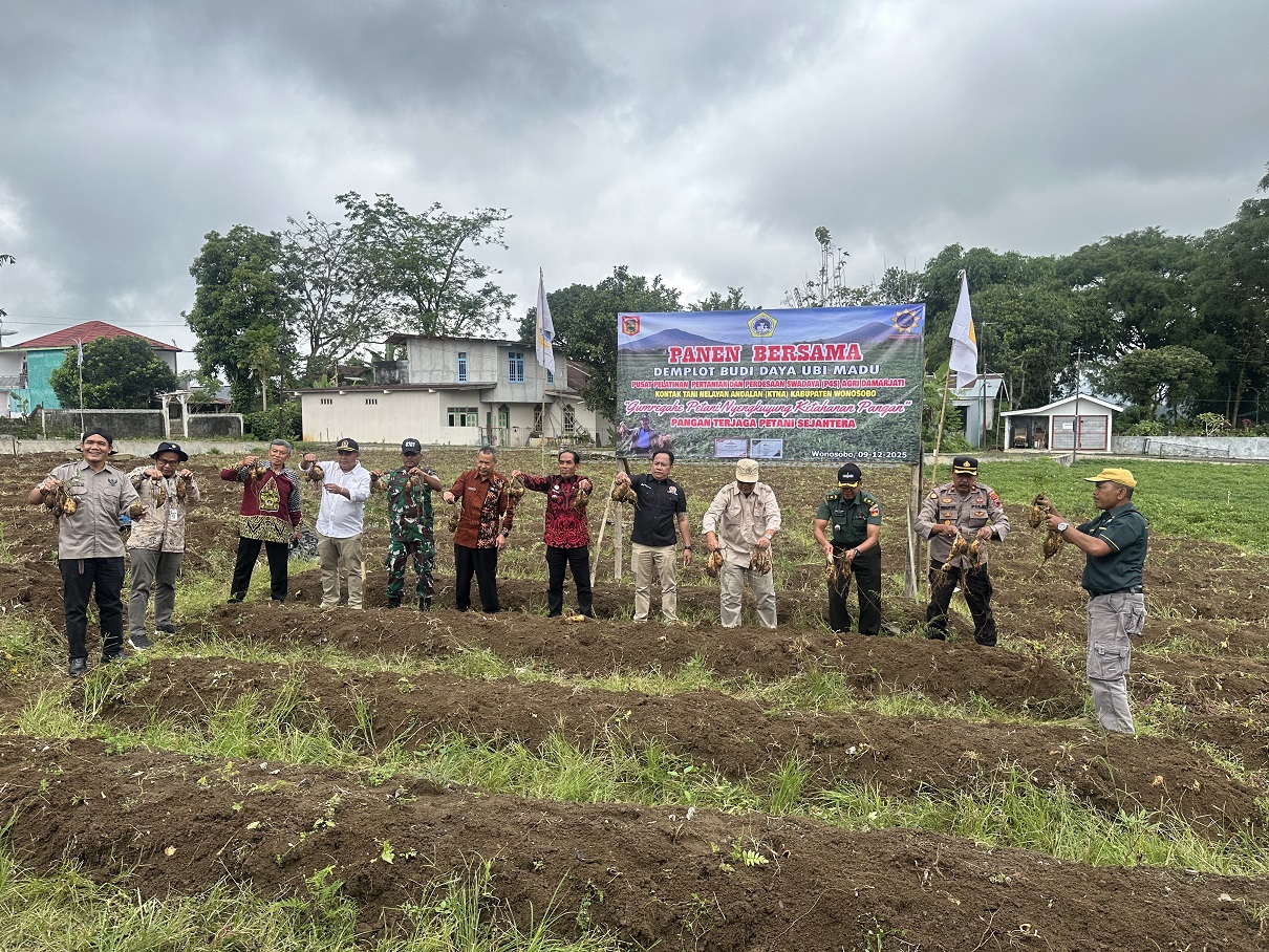 KTNA Kabupaten Wonosobo bersama forkompimda dan forkompimca panen ubi madu asli Wonosobo, Selasa (9/12/2025).