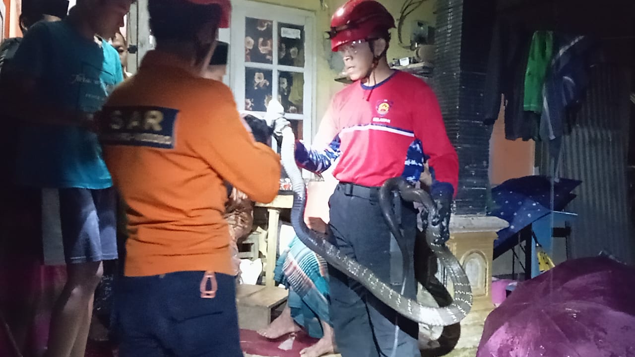 Tim RPB SAR Kaliwiro berhasil menangkap ular kobra yang masuk ke rumah warga pada Minggu (21/12/2025) malam.