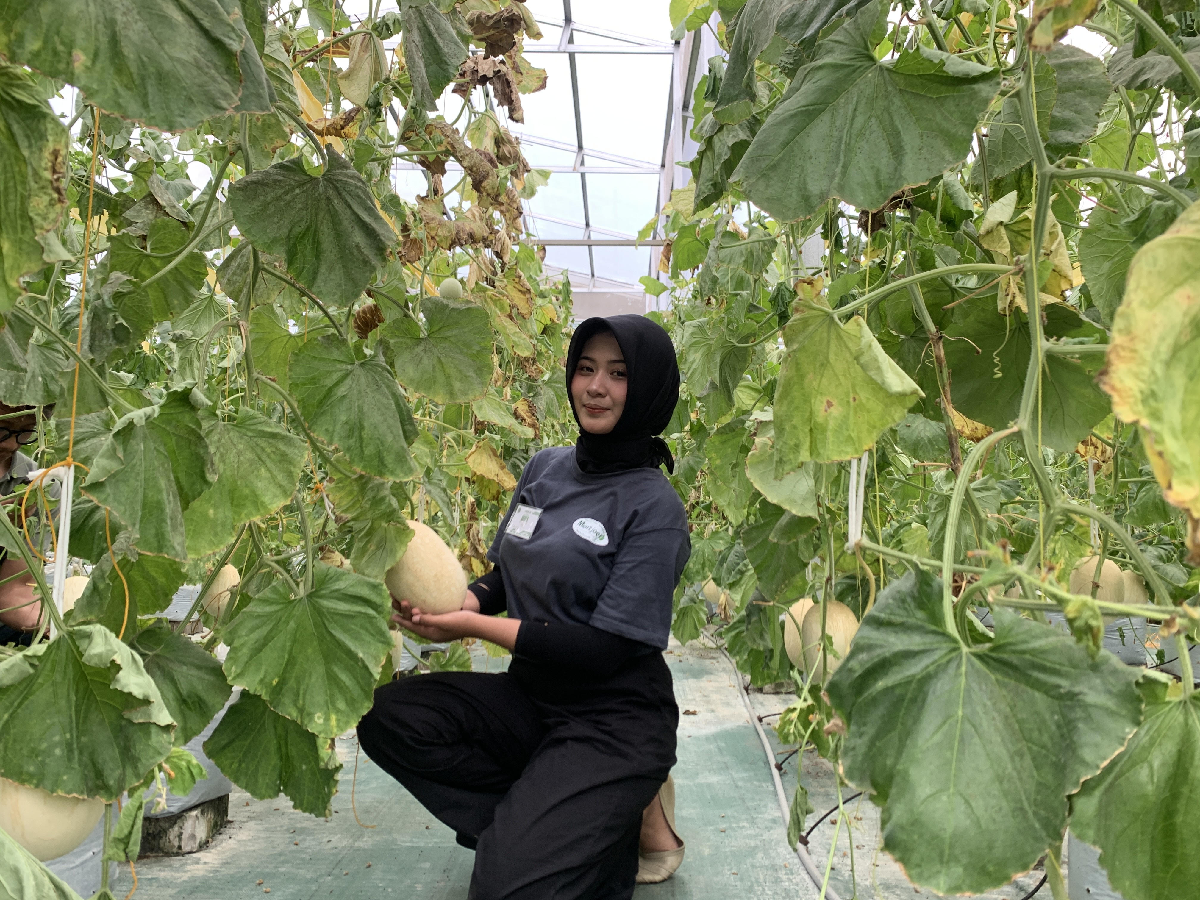 Melon ditanam di greenhouse siap dipetik.