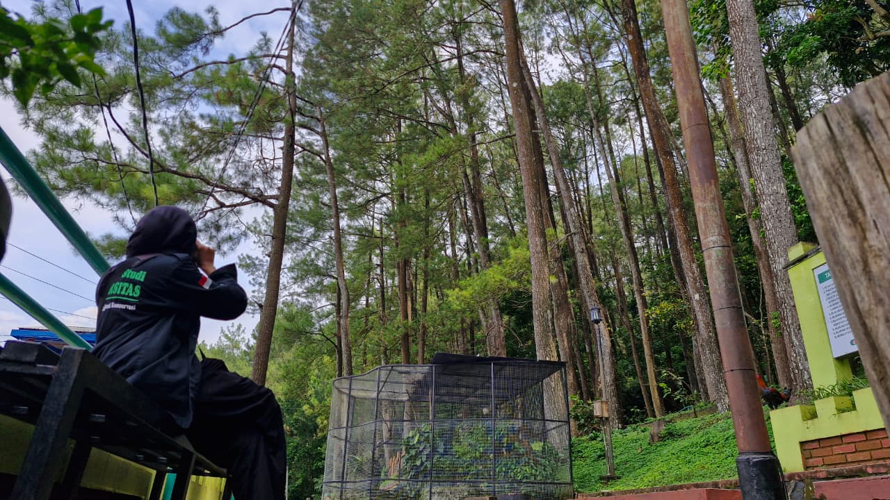 Pengunjung Kebun Raya Gunung Tidar sedang meneropong monyet ekor panjang yang memanjat pohon pinus.