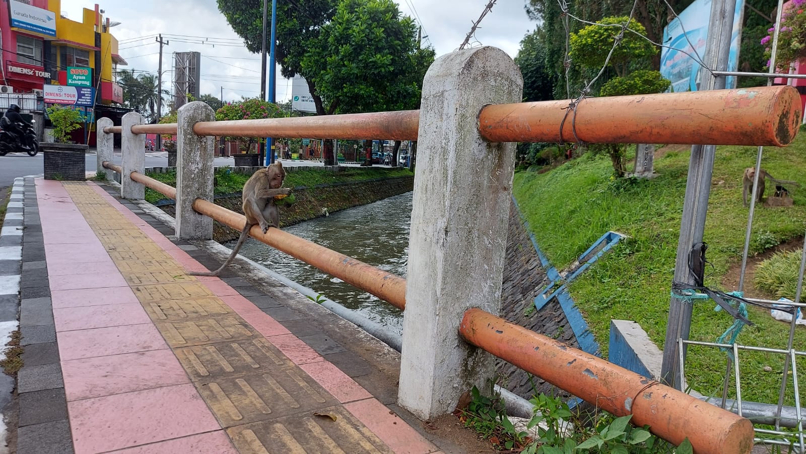 Monyet ekor panjang (MEP) terlihat di pinggir Kali Manggis.