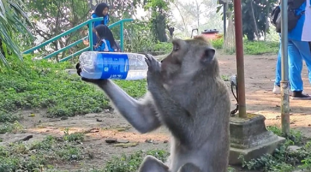 Monyet ekor panjang (MEP) penghuni Kebun Raya Gunung Tidar Kota Magelang kini mengalami perubahan kebiasaan. Salah satunya suka minuman warna mencolok dari pengunjung. Seperti Pocari Sweat.