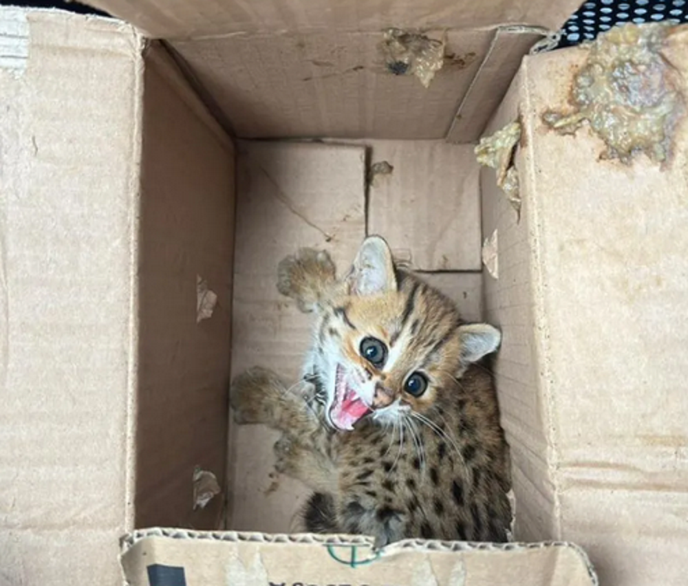 Seekor kucing hutan yang gagal diselundupkan.