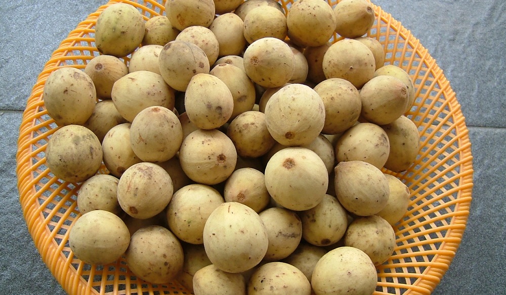 Buah duku menyimpan banyak kandungan nutrisi yang bagus buat tubuh.