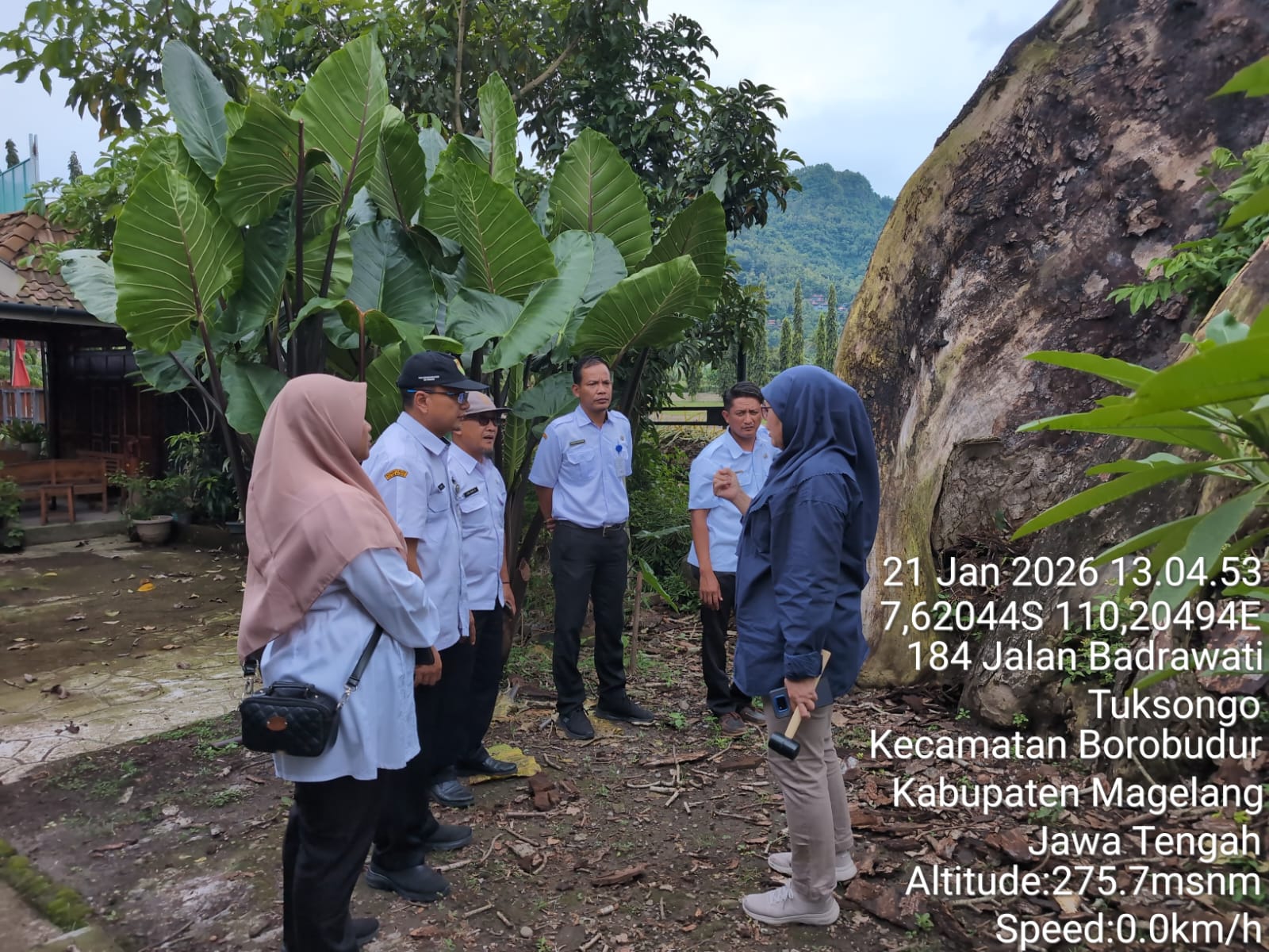 Tim Fakultas Kehutanan Universitas Gadjah Mada (UGM) melihat dan meneliti kondisi&nbsp;pohon randu alas yang berada di Desa Tuksongo, Borobudur, Kabupaten Magelang.