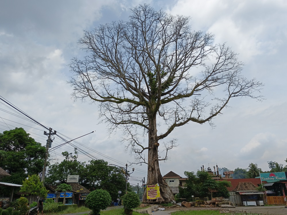 Kondisi Pohon Randu Alas di Lapangan Desa Tuksongo, Kecamatan Borobudur, Kabupaten Magelang yang sudah mengering.