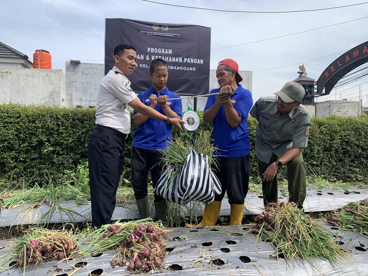 Warga binaan Rutan Temanggung telaten memanen bawang merah hasil budidaya di samping rumah dinas karutan.