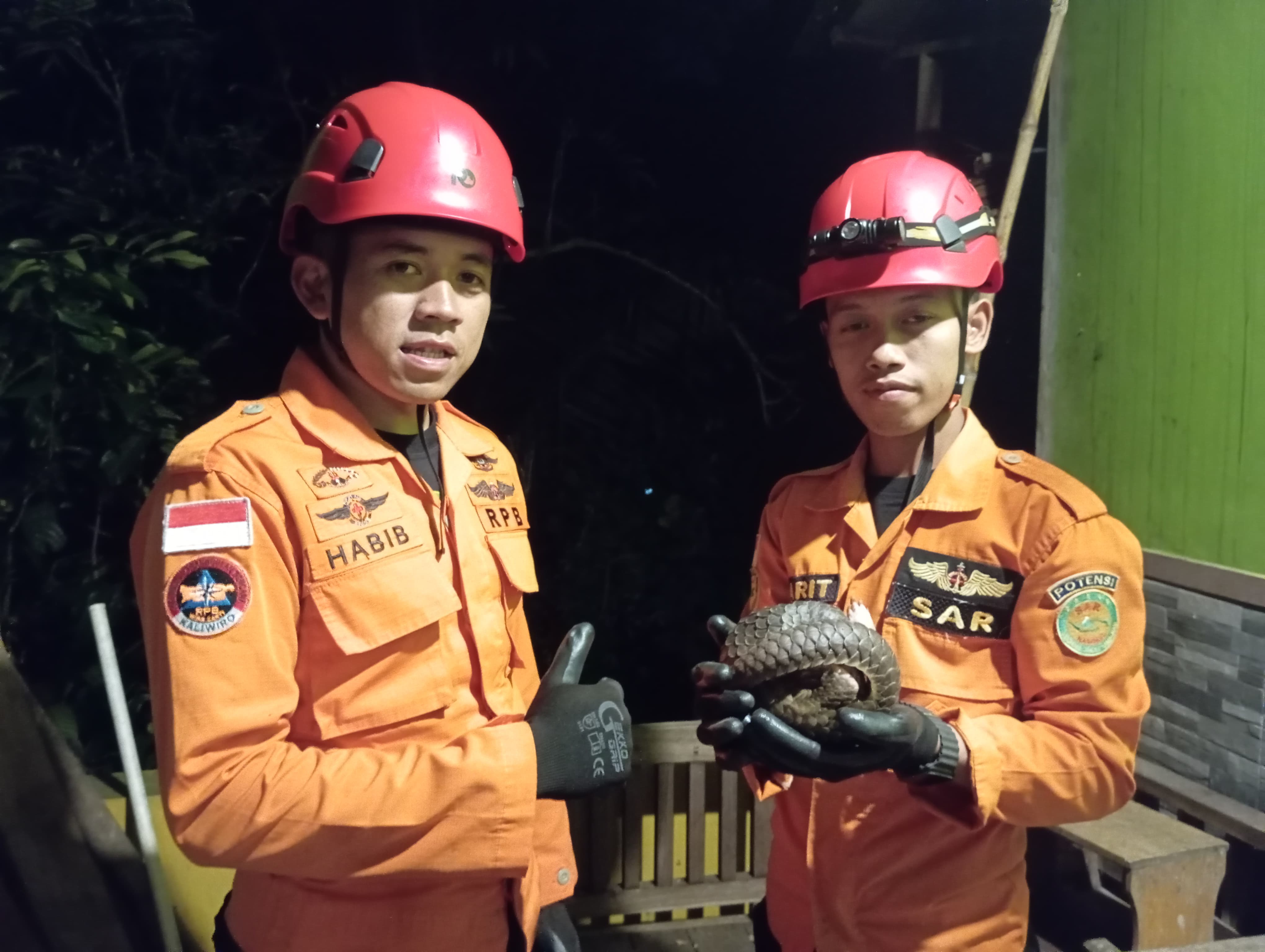 RPB SAR Kecamatan Kaliwiro menangkap trenggiling yang masuk ke pemukiman warga Dusun Bolu, Desa Pesodongan, Kaliwiro, Wonosobo, Rabu (27/1/2026) malam.
