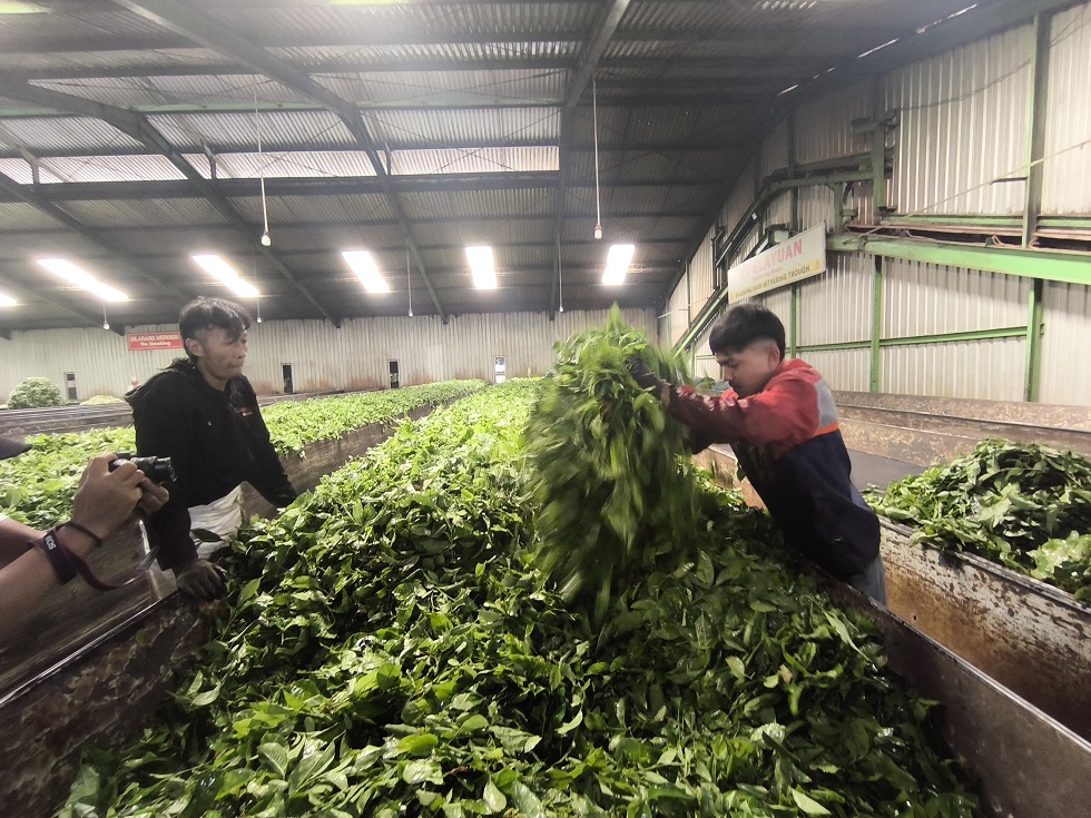 Proses pengolahan teh di pabrik menjadi pengetahuan berharga bagi wisatawan.