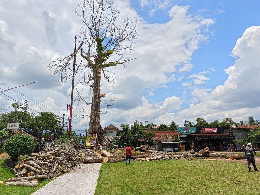 Proses penebangan Pohon Randu Alas berusia 250 tahun di Lapangan Tuksongo, Borobudur, Kabupaten Magelang, Selasa (3/2/2026).