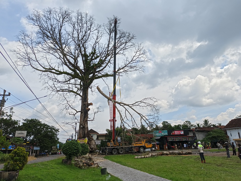 Pohon Randu Alas yang diperkirakan sudah berusia kurang lebih 250 tahun yang berada di Desa Tuksongo, Kecamatan Borobudur, Kabupaten Magelang akhirnya ditebang.