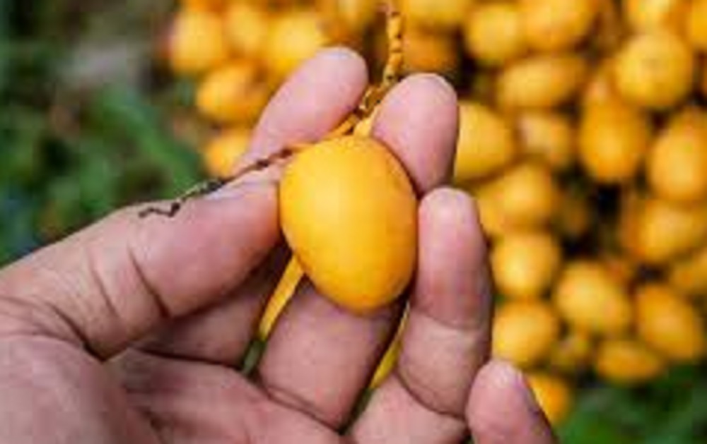 Kurma, buah mungil ini kerap menjadi salah satu makanan yang sering diandalkan saat menjalani program hamil. Terutama buah kurma muda.