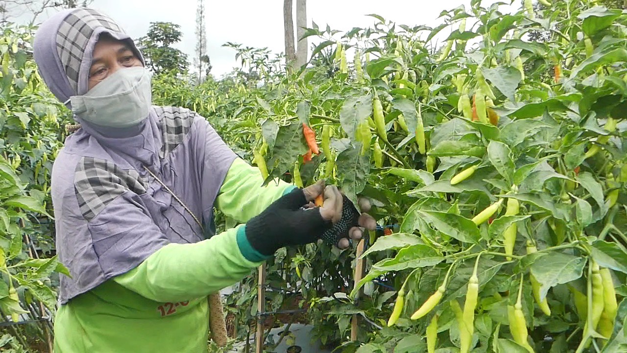 Petani tengah memanen cabai. Sejak awal Ramadan harga cabai rawit merah naik. 