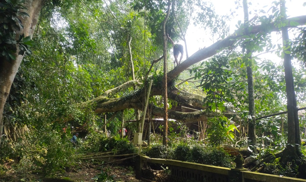 Warga saat mengevakuasi pohon beringin yang tumbang di Dusun Kerekan, Desa Sidorejo, Kecamatan Tegalrejo, Kabupaten Magelang, Senin (2/3/2026) pagi.