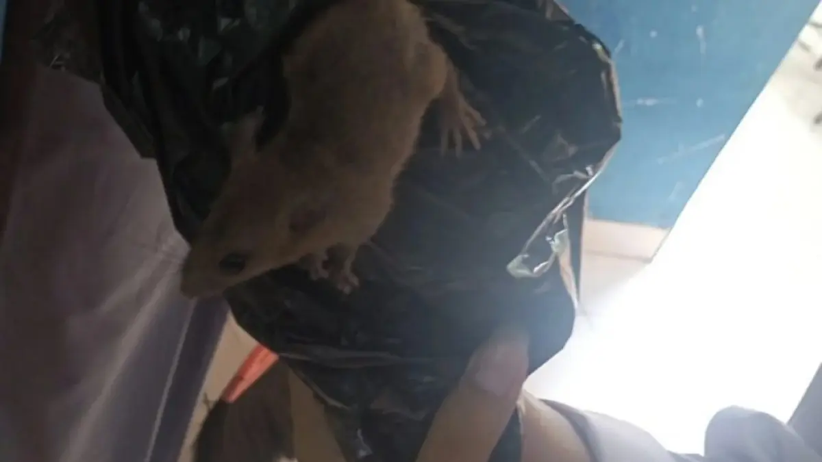 Siswa SMKN 8 Semarang histeris ketika menemukan ada seekor tikus di dalam ompreng MBG. (TANGKAPAN LAYAR)&nbsp;