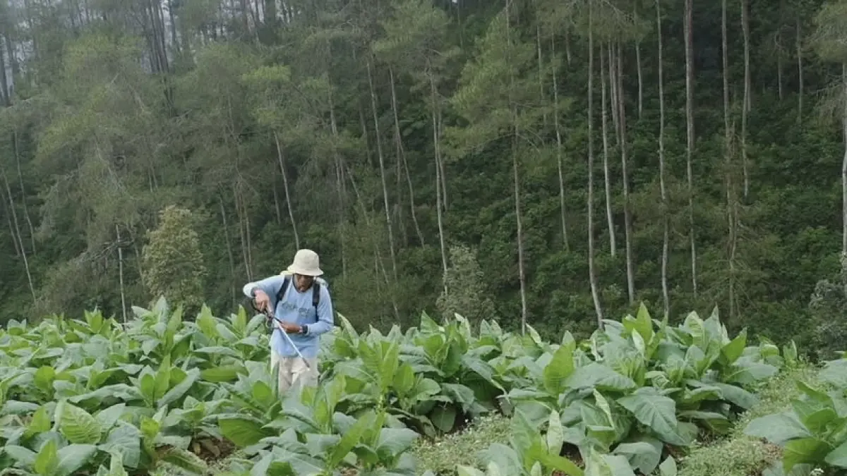 Petani tengah menyemprot tanaman tembakaunya. DKPPP Temanggung meminta petani mempecepat tanam tembakau. (Devi Khofifatur Rizqi/Jawa Pos Radar Magelang).