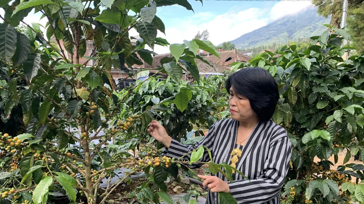 Biji kopi merah dipanen oleh petani di wilayah Gemawang. Harga lebih tinggi dibanding petik hijau. (Istimewa)