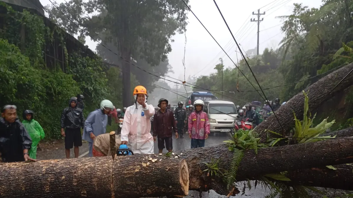 Pohon trembesi tumbang menutup jalan Wonosobo-Purworejo di Desa Kedalon, Kalikajar, Minggu (12/4/2026). (Istimewa)

