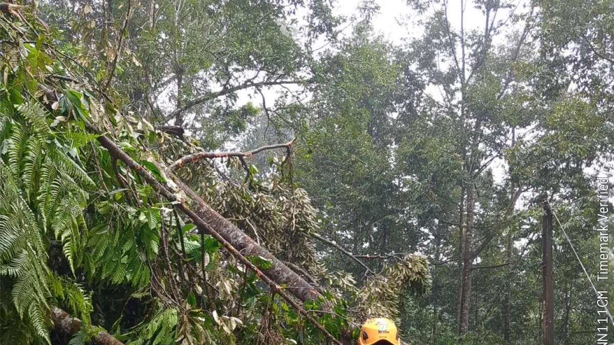Petugas memberikan pohon tumbang yang menutupi jalan pada Selasa (14/4/2026) di wilayah Wonosobo. (BPBD Wonosobo for Jawa Pos Radar Magelang).