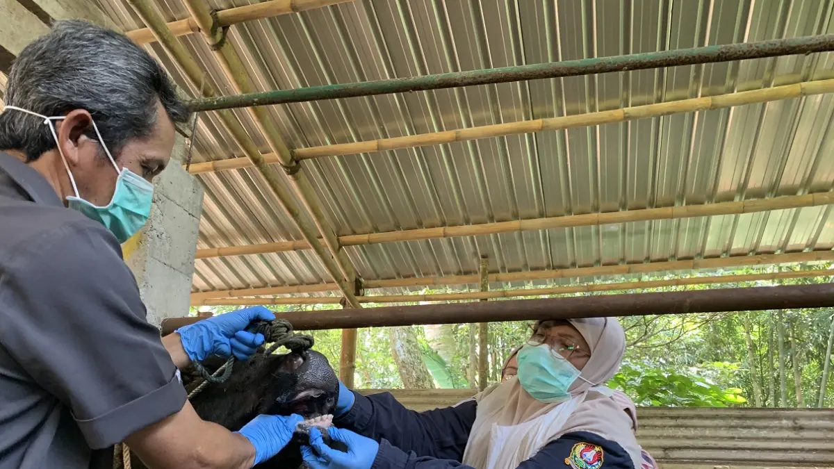 Petugas melakukan pemeriksaan terhadap hewan ternak sapi yang rencananya akan dikurbankan pada Iduladha mendatang. (Devi Khofifatur Rizqi/Jawa Pos Radar Magelang).