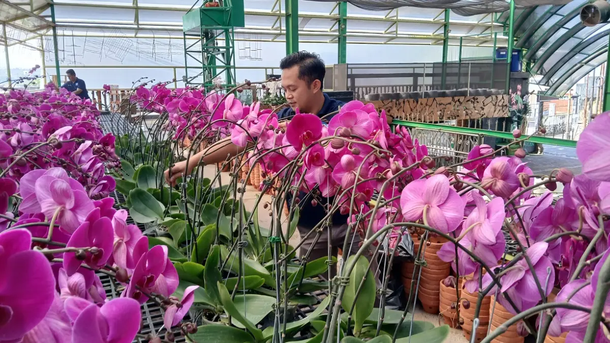 Anggrek bulan menjadi pilihan sebagai bingkisan pada momen tertentu. (Lis Retno Wibowo/Jawa Pos Radar Magelang).