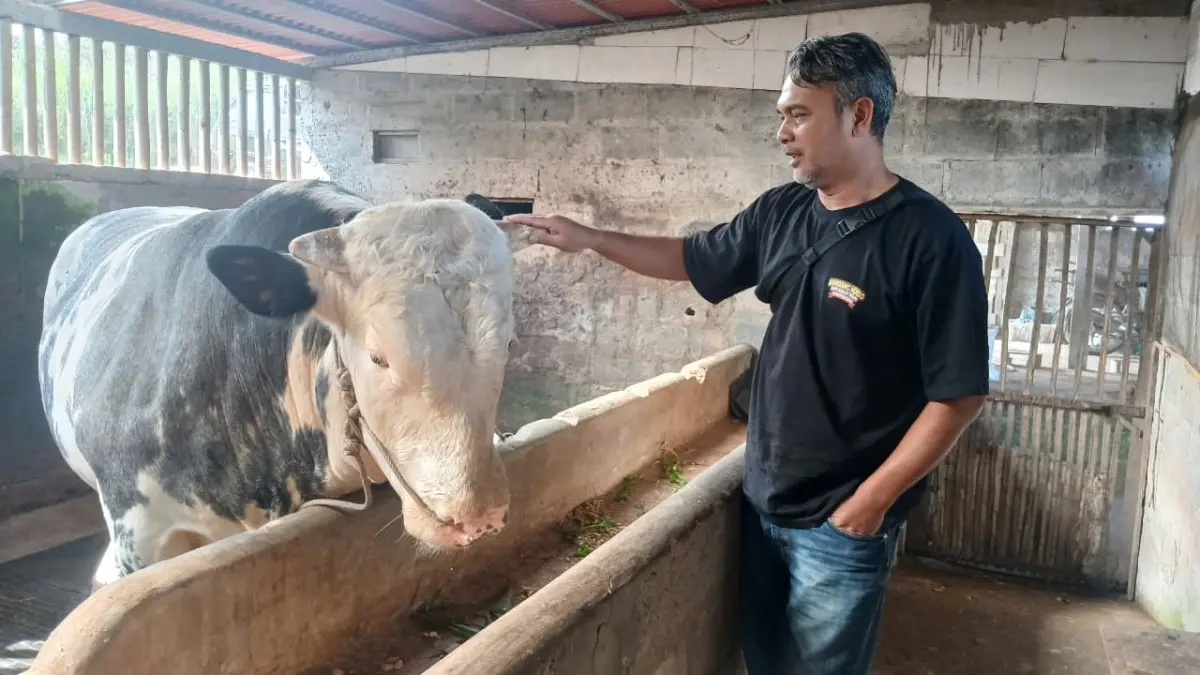 Pemilik sapi jumbo, Sriono Edi Subekti memperlihatkan sapi yang dipilih Presiden Prabowo untuk kurban. (Sigit Rahmanto/Jaw Pos Radar Magelang)