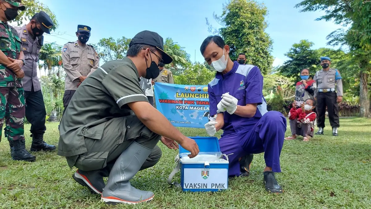 Pemkot Magelang meluncurkan vaksinasi PMK pada 2020 silam. (PUPUT PUSPITASARI/JAWA POS RADAR MAGELANG)