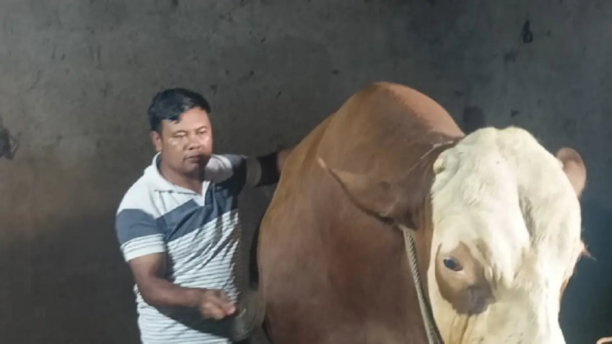 Sapi jenis Simetal yang akan menjadi hewan kurban Presiden Prabowo Subianto di MAJT An-Nuur, Magelang.&nbsp;