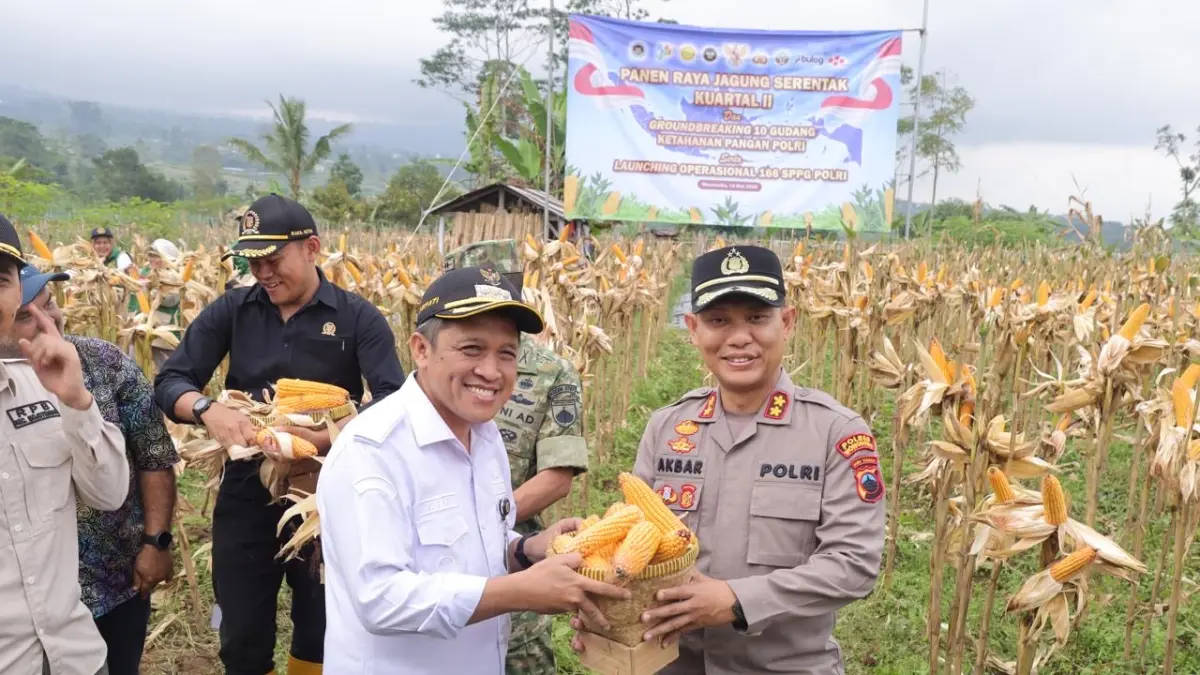Kapolres Wonosobo AKBP M Kasim Akbar Bantilan bersama forkompimda panen jagung di Desa Candirejo, Mojotengah, kemarin (16/5/2026). (Istimewa)
