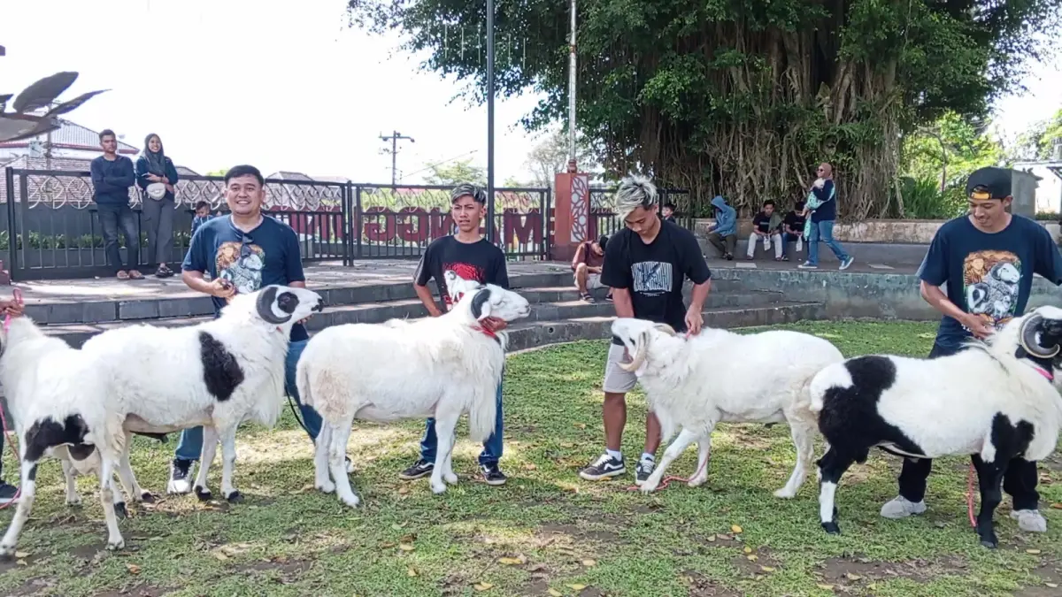 Pameran domba asli Temanggung yang diminati masyarakat. Kegiatan berlangsung di Alun-alun setempat, Minggu (17/5/2026). (Istimewa)
