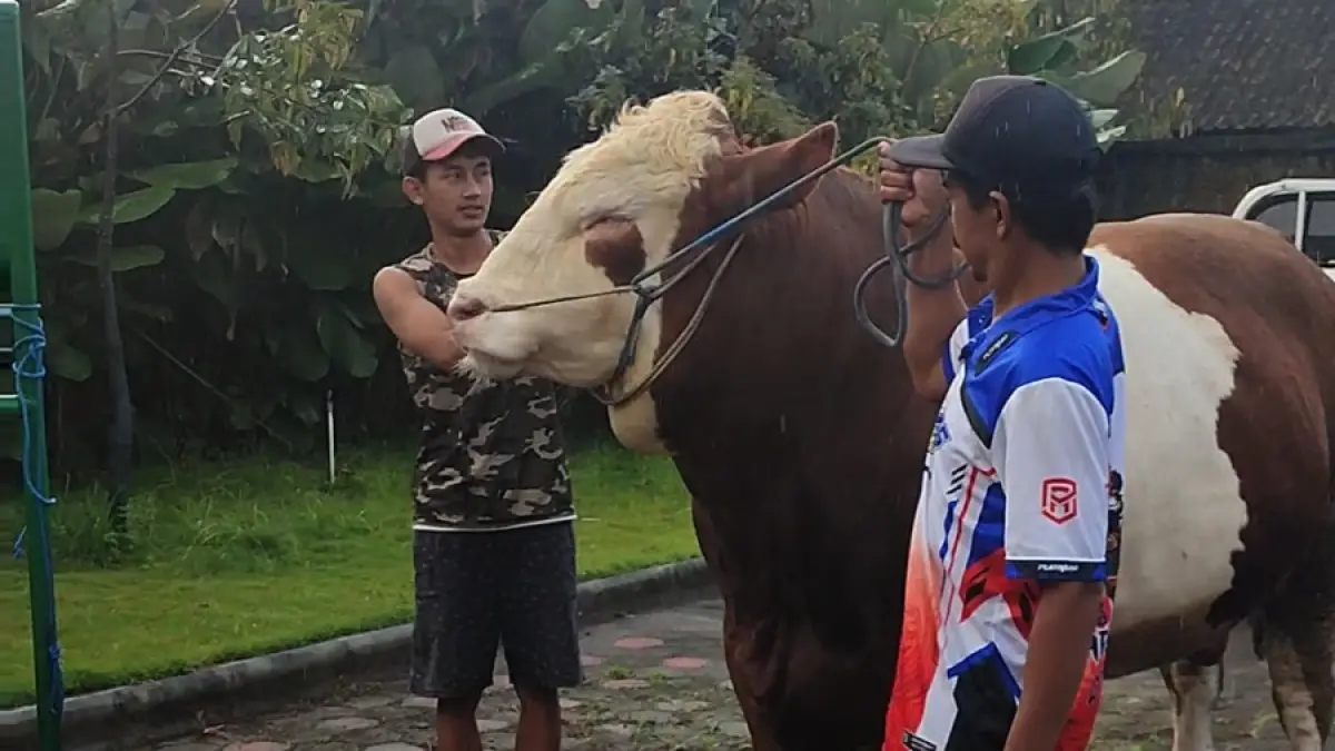 Sapi milik Muhammad Ihsan Fauzi warga Bumiayu Kecamatan Selopampang, Temanggung terpilih menjadi sapi kurban Presiden Prabowo. (Istimewa)


