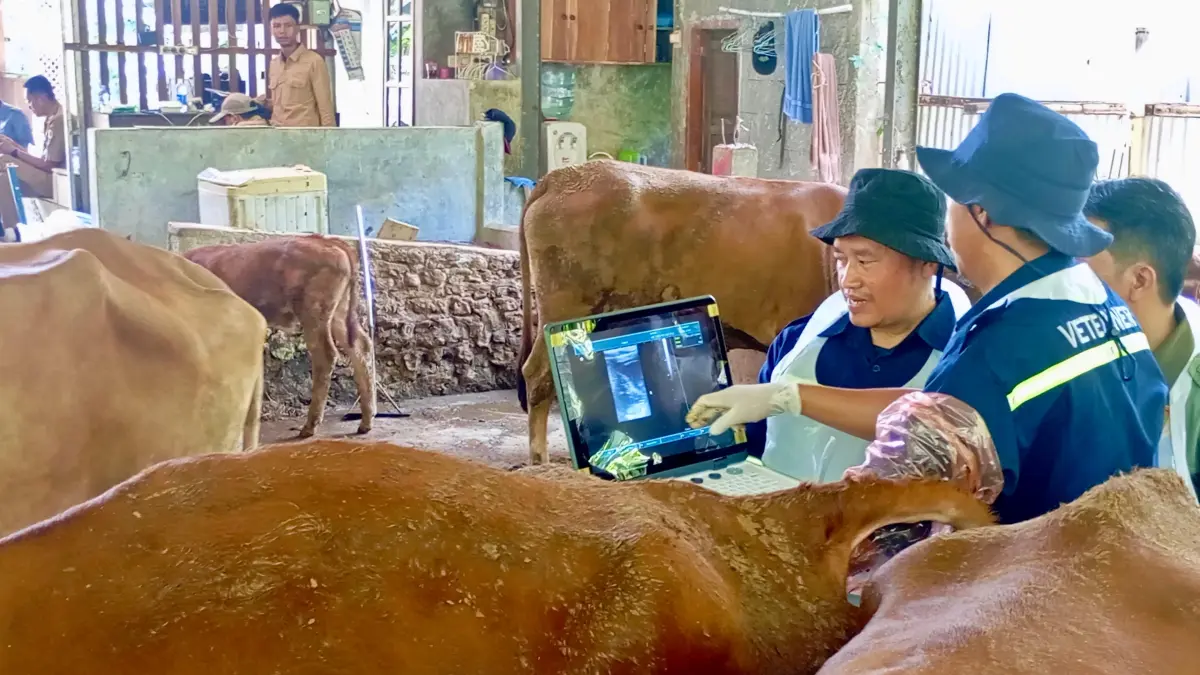 Petugas sedang memeriksa kesehatan hewan. Tahun ini Jateng surplus hewan kurban. 