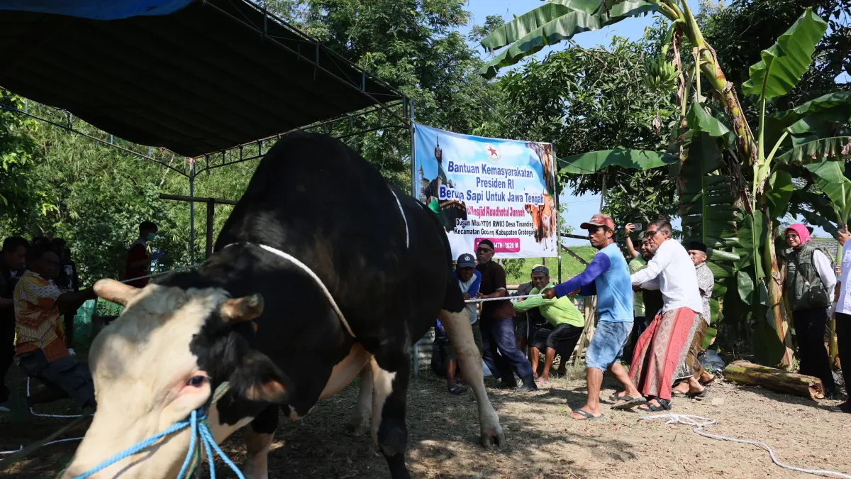 Sekda Provinsi Jawa Tengah, Sumarno  (baju putih) ikut prosesi penyembelihan hewan kurban bantuan Provinsi Jateng  seberat 1,1 ton kepada warga Desa Tinanding, Kecamatan Godong, Kabupaten Grobogan, Rabu (27/5/2026).&nbsp;