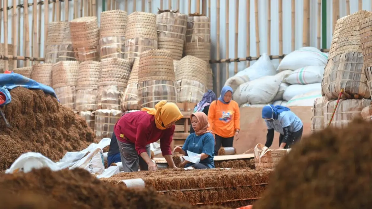 Aktivitas di gudang tembakau yang berada di Kabupaten Temanggung. PPP dan Golkar Temanggung tolak aturan turunan PP No 28/2024. (Devi Khofifatur Rizqi/Jawa Pos Radar Magelang)