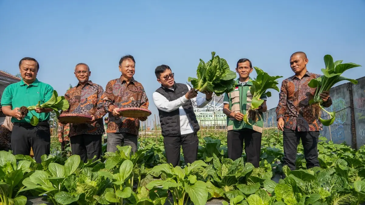 Wali Kota Magelang Damar Prasetyono memanen sayuran di Kampung Iklim RW 02 Armada Estate, Kelurahan Kramat Utara, Kecamatan Magelang Utara.