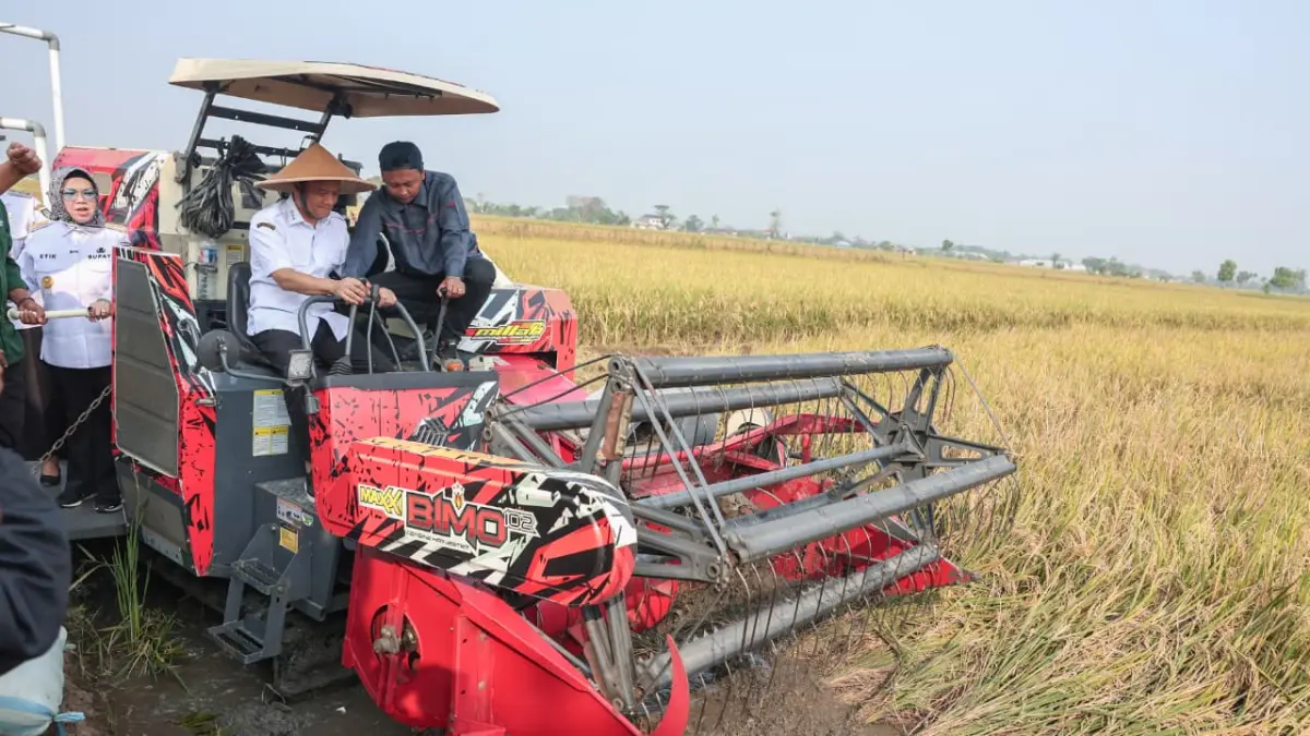 Gubernur Ahmad Luthfi saat panen raya padi bersama para petani di Desa Gentan, Kecamatan Bendosari, Kabupaten Sukoharjo, Rabu (24/6/2026). (Istimewa)