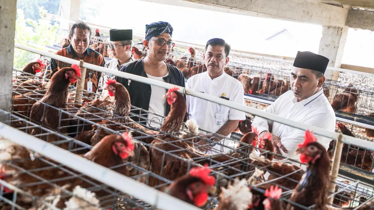 Wakil Gubernur Taj Yasin meninjau peternakan di acara Festival Pande Besi dan Opor Bebek di Desa Kranggan, Kecamatan Polanharjo, Klaten pada Jumat (26/6/2026). (Istimewa)