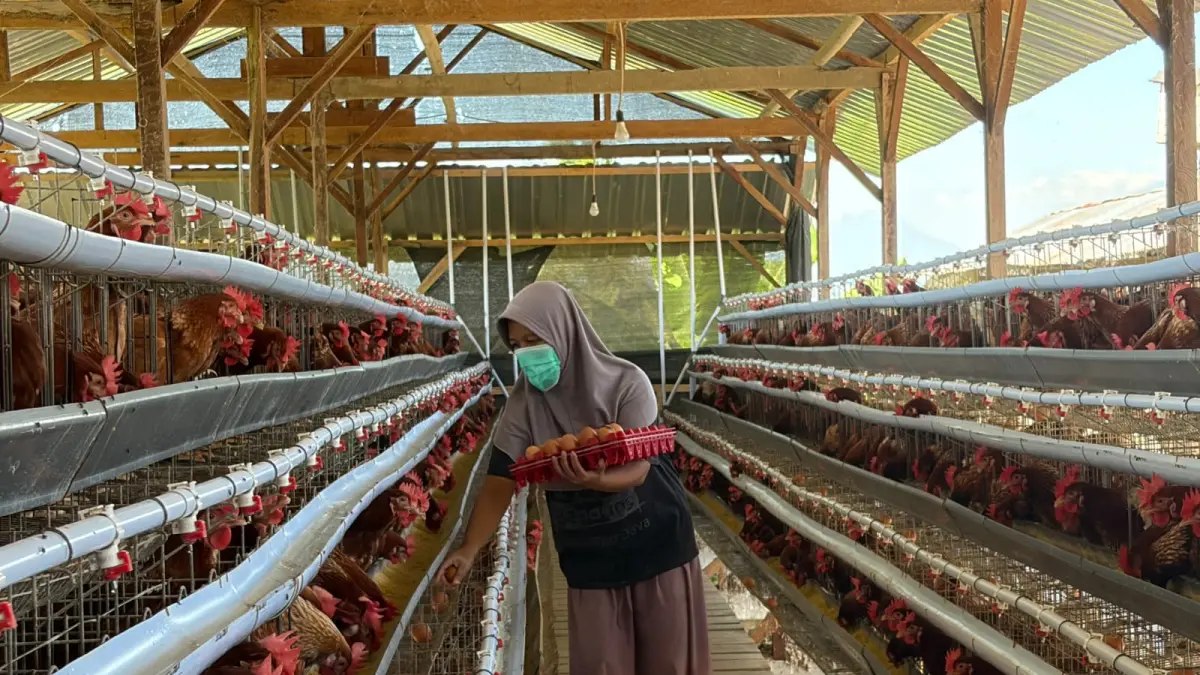 Karyawan saat mengambil telur di kandang ayam di Desa Greges, Tembarak. Harga telur yang terus merosot membuat peternak kelimpungan. (Devi Khofifatur Rizqi/Jawa Pos Radar Magelang)