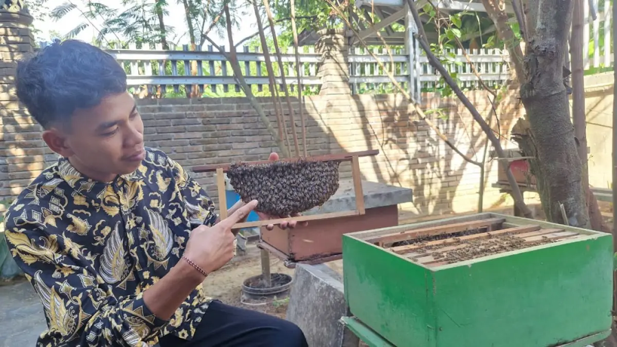 Staf Griya Lebah Tuksono Febri Nugroho menjelaskan koloni lebah liar yang sedang mengumpulkan nektar dan membuat sarang. (PUPUT PUSPITASARI/JAWA POS RADAR MAGELANG)

&nbsp;