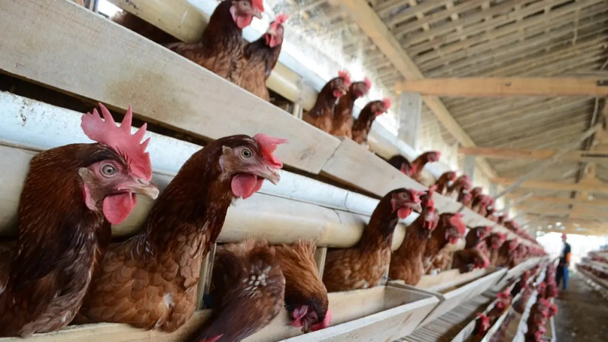 Peternak ayam petelur berharap pemerintah mengendalikan harga pakan. (PUPUT PUSPITASARI/JAWA POS RADAR MAGELANG)