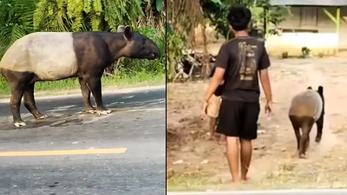 Seekor tapir Asia (Tapirus indicus) menjadi sorotan warga setelah terekam berkeliaran santai di Jalan Lintas Sumatera (Jalinsum) kawasan Register 45, Kabupaten Mesuji, Lampung, pada Rabu (1/7/2026) sore hingga Kamis (2/7/2026).